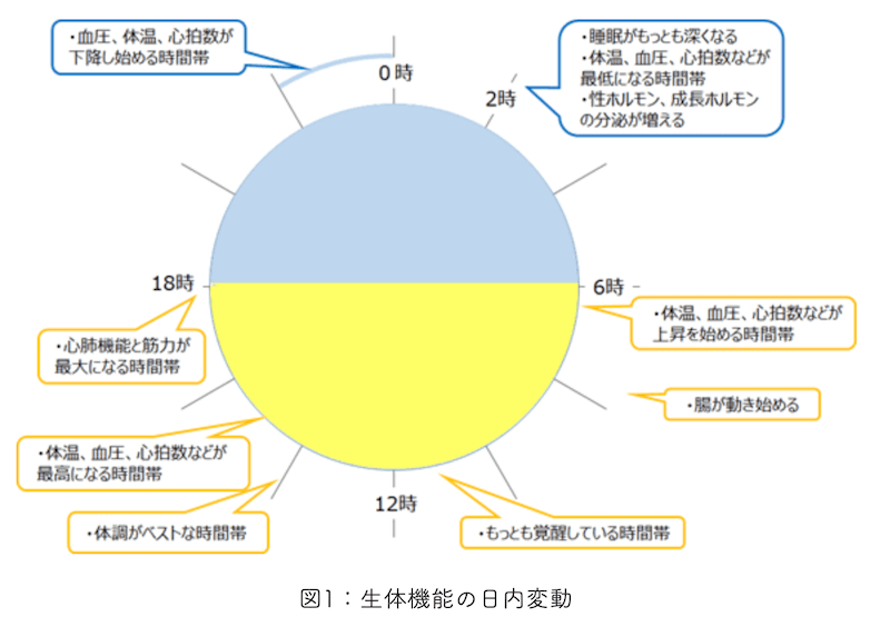 生体リズムのイメージ